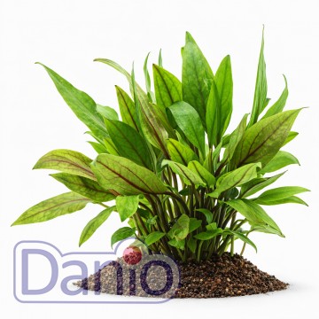 Cryptocoryne petchii