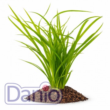 Cyperus helferi