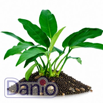 Anubias species Short-Sharp