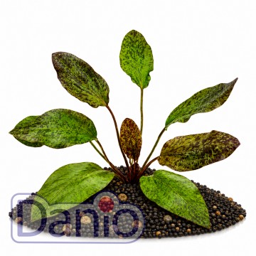 Echinodorus red mystery