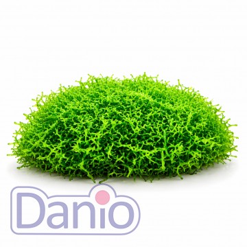 riccia fluitans
