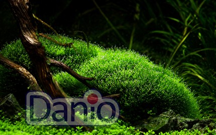 riccia fluitans