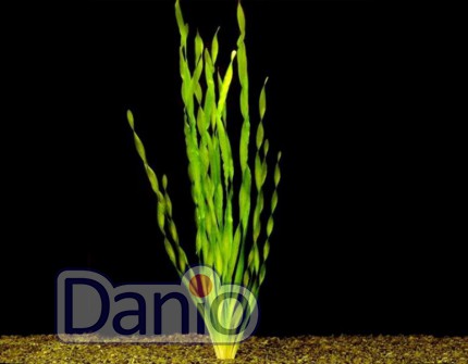 ИМ Danio Валіснерія спіральна (Vallisneria spiralis) розмір - М - Картинка 1