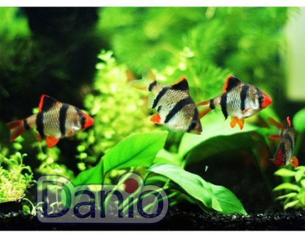 ИМ Danio Суматранський барбус (Barbus tetrazona) 1,5-2,5 см - Картинка 3