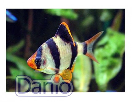 ИМ Danio Суматранський барбус (Barbus tetrazona) 1,5-2,5 см - Картинка 2