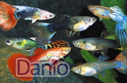 Гуппи ассорти (Guppy)