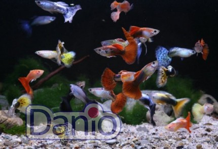 Гуппи ассорти (Guppy)