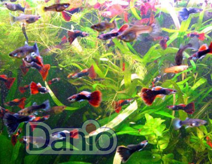 ИМ Danio Гуппі асорті (Poecilia reticulata)  2 см - Картинка 2