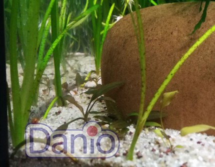 Валлиснерия Тигровая Vallisneria spiralis Tiger