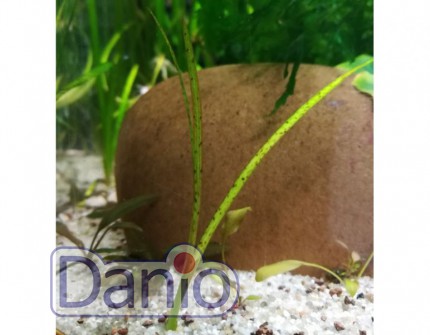 Валлиснерия Тигровая Vallisneria spiralis Tiger