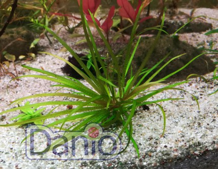 Бликса Японская Blyxa japonica