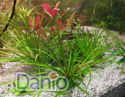 Бликса Японская Blyxa japonica