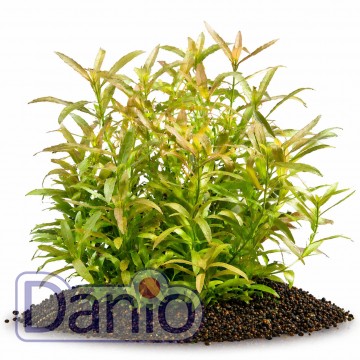 Гигрофила многосеменная (Hygrophila polysperma)