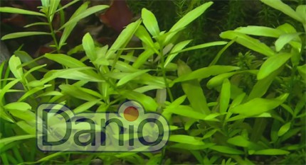 Гигрофила многосеменная (Hygrophila polysperma)