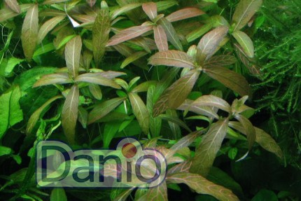 Гигрофила многосеменная (Hygrophila polysperma)