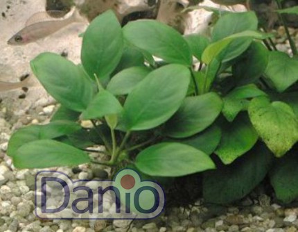 ИМ Danio Анубіас нана (Anubias nana) розмір — S - Картинка 1