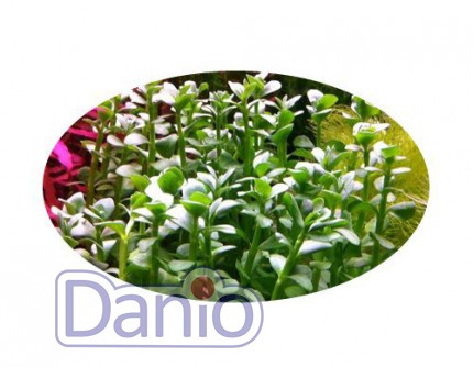 Бакопа мадагаскарская (Bacopa madagascariensis)