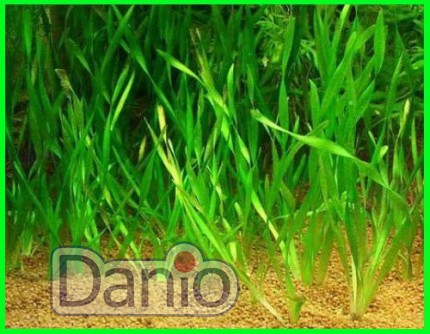 ИМ Danio Валліснерія (Vallisneria americana) розмір - М - Картинка 1