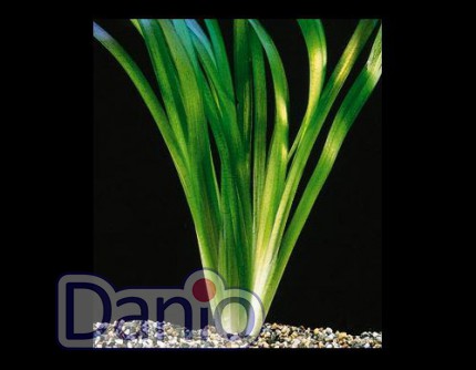 ИМ Danio Валіснерія гігантська (Vallisneria gigantea) від 40 см заввишки - Картинка 1