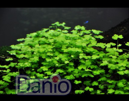 ИМ Danio Гідрокотила Трипартиту, 1 гілка 10 см (Hydrocotyle tripartita) - Картинка 1