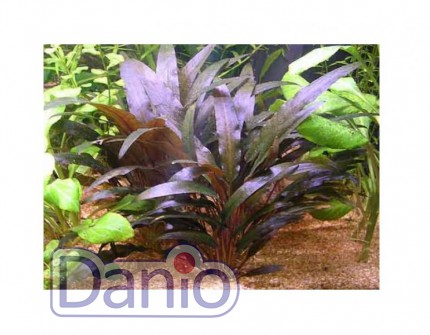 ИМ Danio Криптокорина тропіка (Cryptocoryne tropica) розмір - S - Картинка 1
