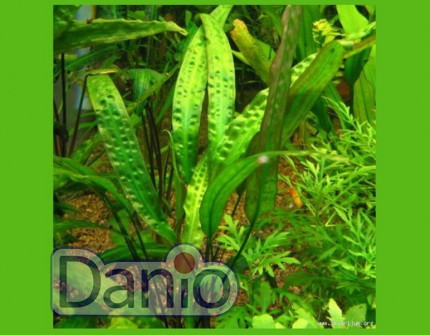 ИМ Danio Криптокорина устеріана (Cryptocoryne usteriana) розмір - S - Картинка 3