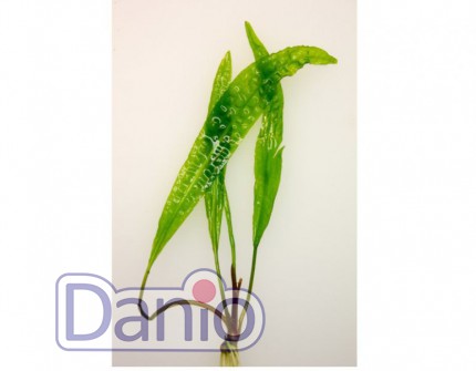 Криптокорина устериана (Cryptocoryne usteriana)
