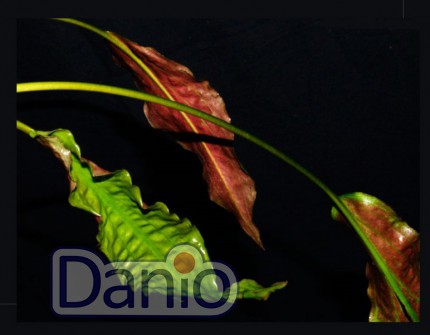 Криптокорина устериана (Cryptocoryne usteriana)