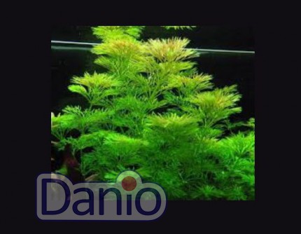 ИМ Danio Лімнофіла сидячоквіткова (20см) (Limnophila sessiliflora) - Картинка 1