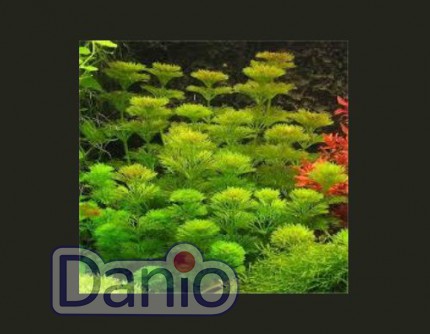 ИМ Danio Лімнофіла сидячоквіткова (20см) (Limnophila sessiliflora) - Картинка 4