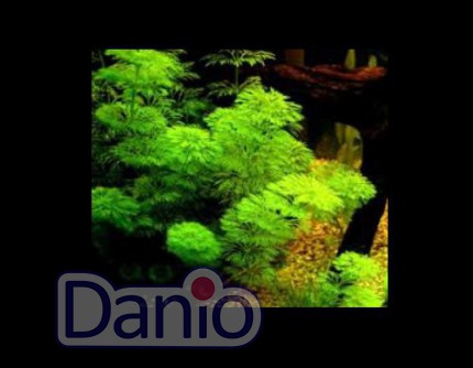 ИМ Danio Лімнофіла сидячоквіткова (20см) (Limnophila sessiliflora) - Картинка 3
