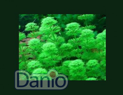 ИМ Danio Лімнофіла сидячоквіткова (20см) (Limnophila sessiliflora) - Картинка 2