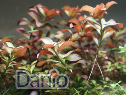 Людвигия ползучая Ludwigia repens Forster