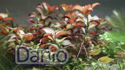 Людвигия ползучая Ludwigia repens Forster