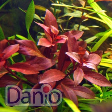 Людвигия Рубин Ludwigia repens Rubin