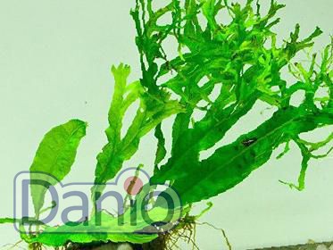 Папоротник таиландский Винделова (Microsorum pteropus Windelov)