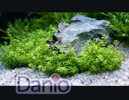 ИМ Danio Мікрантемум малоквітковий 12-15 см, ціна за 5шт - Картинка 1