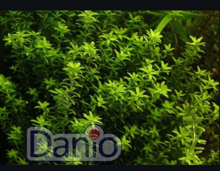 ИМ Danio Мікрантемум малоквітковий 12-15 см, ціна за 5шт - Картинка 2