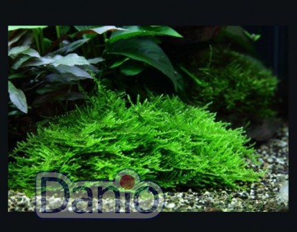 Мох яванский (пучок 5х5см) Vesicularia Moss