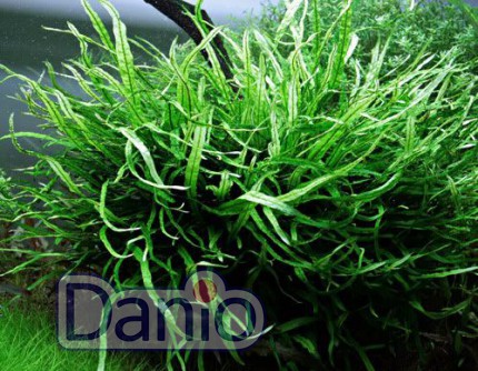 ИМ Danio Папороть тайландська вузьколиста (Microsorium pteropus 'Narrow leaf') розмір - S - Картинка 2