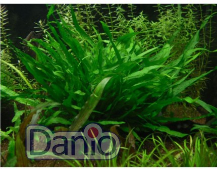 ИМ Danio Папороть тайландська вузьколиста (Microsorium pteropus 'Narrow leaf') розмір - S - Картинка 1