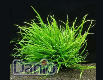 ИМ Danio Папороть тайландська вузьколиста (Microsorium pteropus 'Narrow leaf') розмір - S - Картинка 3
