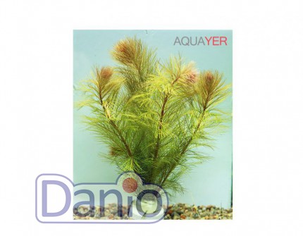 ИМ Danio Перистолистник рорайму (Myriophyllum sp. Roraima) ціна за 1 гілку - Картинка 1