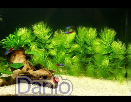ИМ Danio Роголіст Лисий хвіст (Ceratophyllum demersum Foxtail) розмір 20 см - Картинка 2