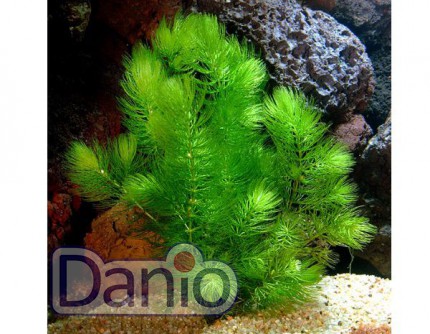ИМ Danio Роголіст Лисий хвіст (Ceratophyllum demersum Foxtail) розмір 20 см - Картинка 1