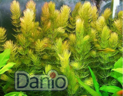 ИМ Danio Роголіст Лисий хвіст (Ceratophyllum demersum Foxtail) розмір 20 см - Картинка 3