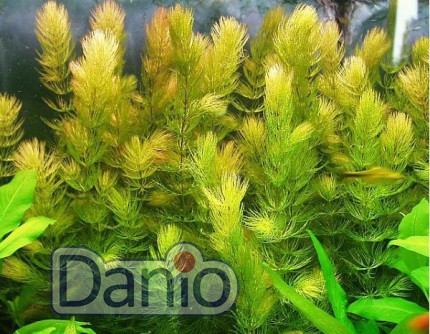 ИМ Danio Роголистник занурений 20 см (Ceratophyllum demersum) — ціна за 1 гілку - Картинка 2