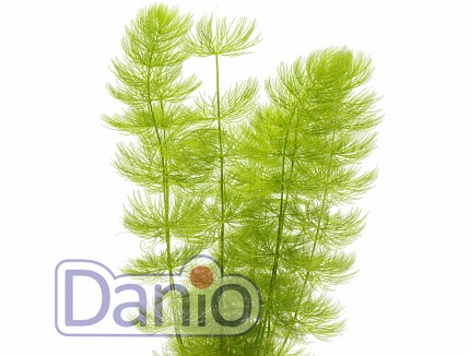 Ceratophyllum demersum