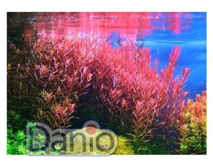 ИМ Danio Ротала індійська (M-20см) (Rotala indica) - Картинка 3