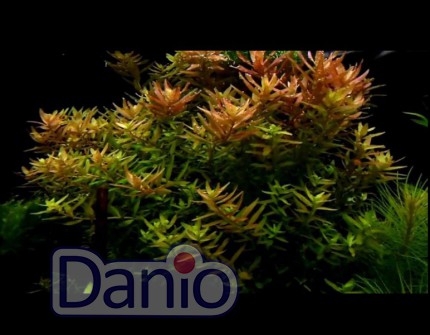 ИМ Danio Ротала індійська (M-20см) (Rotala indica) - Картинка 2